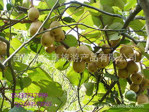 河南省西峡县猕猴桃 产地直销，新鲜直达