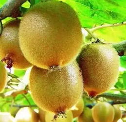 蒲江全国打假行动与地标产品销售策略 维护“猕猴桃”与“丑柑”品牌之路