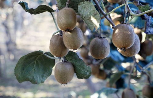 秋日好食光 帮农助农酷消销赋能，陕西周至猕猴桃产业走上快车道