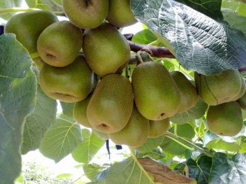 中国猕猴桃产业发展现状及销售策略分析