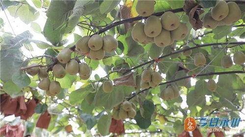 道县高山红心猕猴桃线上线下销售旺，市场热度持续攀升