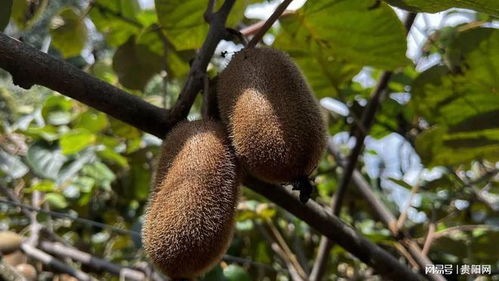 修文猕猴桃甜蜜上市，10万吨货源紧俏欲购从速