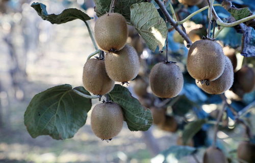 帮农助农酷消销赋能 周至猕猴桃销售产业走上快车道