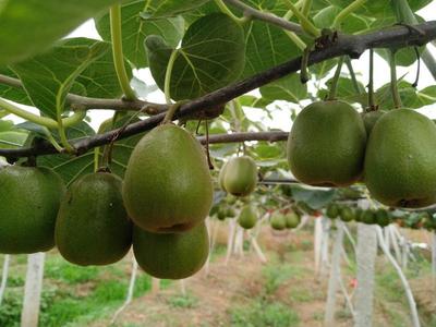 四川绵阳安州区红心猕猴桃 优质果品，批发价仅5.00元/斤