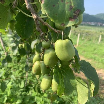 软枣猕猴桃市场探秘 辽宁岫岩产地直供，10元/斤批发价背后的产业机遇