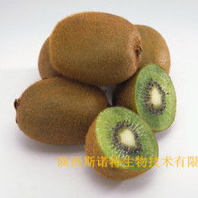 宝鸡市特产销售行业协会 领航猕猴桃产业，打造“金果”新名片