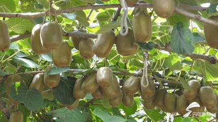 昌乐猕猴桃甜蜜上市，线上线下双轨并行带动农民增收