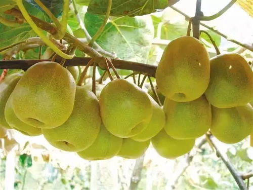 黑山北门4万斤猕猴桃待售，呼吁社会力量助果农渡难关