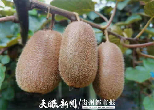 贵州修文7万吨猕猴桃开启网络预售，电商赋能拓宽“黄金果”出山路