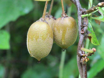 四川宜宾 野生猕猴桃助脱贫，产业振兴惠民生