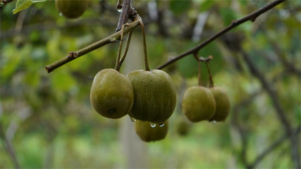 贵州岑巩红心猕猴桃走俏市场，订单销售模式助力果农“不愁卖”