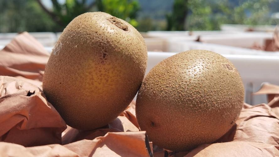 六枝特区郎岱镇3200余亩猕猴桃喜获丰收，采摘销售繁忙