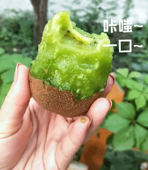 走起！这样的采摘游玩乐趣千万别错过——猕猴桃采摘基地合集