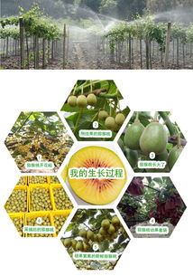 预售开启 | 生态种植，自然本味 品鉴正宗苍溪红心猕猴桃