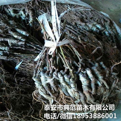 布鲁诺猕猴桃苗市场全解析 销售渠道、价格与产业发展