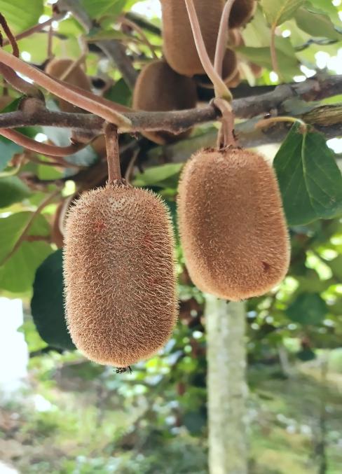 销量遥遥领先的「嗨生鲜」修文猕猴桃 优选山地小种的独特魅力